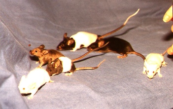 Mousies!